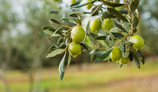 Olivos Milenarios y Aceite de Oliva